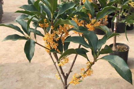 桂花樹(shù)