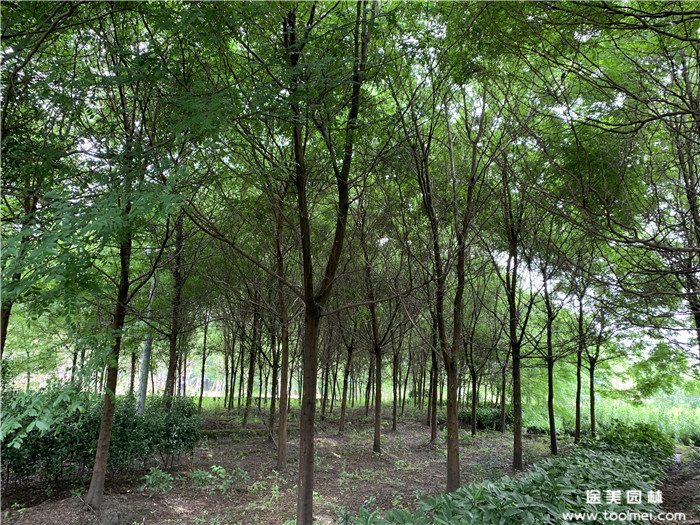 皂角樹(shù)